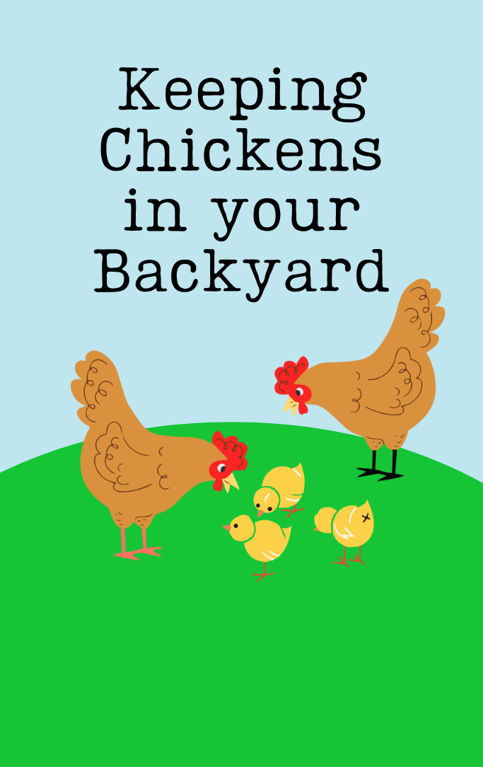 Keeping chickens in your backyard with cartoon graphic of chickens eating.