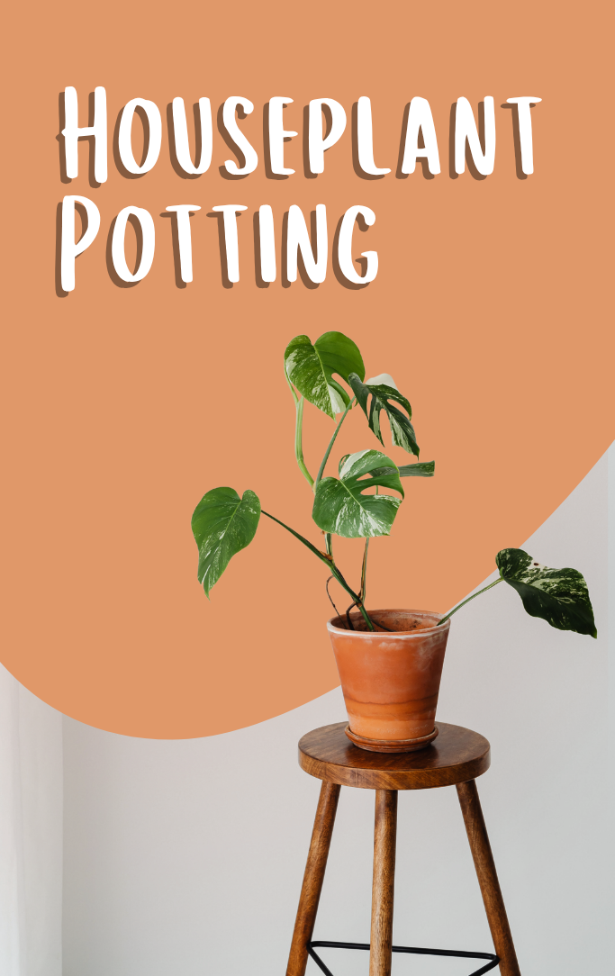 Houseplant Potting