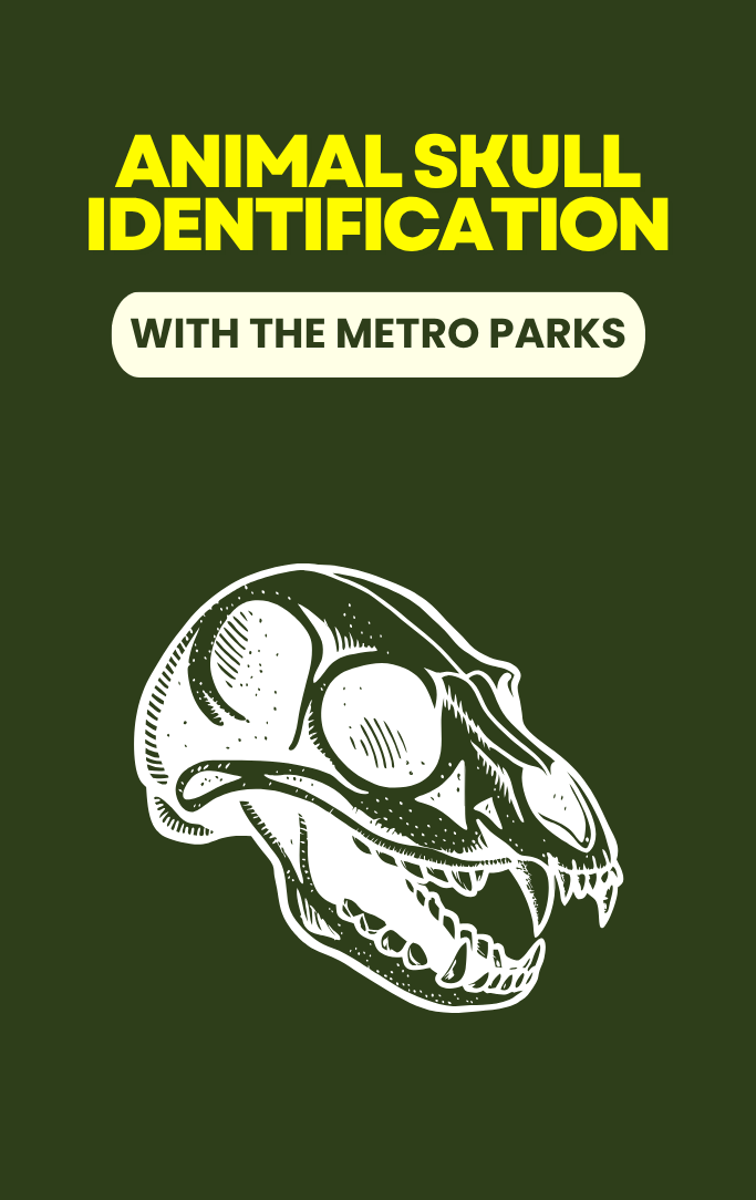 Animal Skull Identification with the Metro Parks